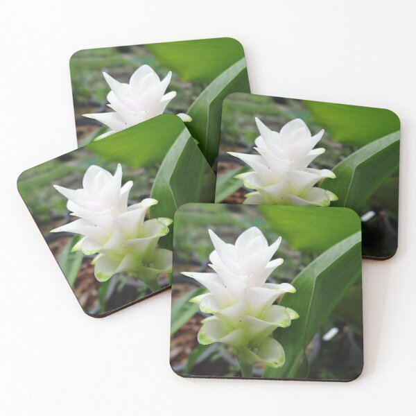 Item preview, Siam tulip is flowering plant, Curcuma sp. of the ginger family no. 1 designed and sold by greengoodnich.