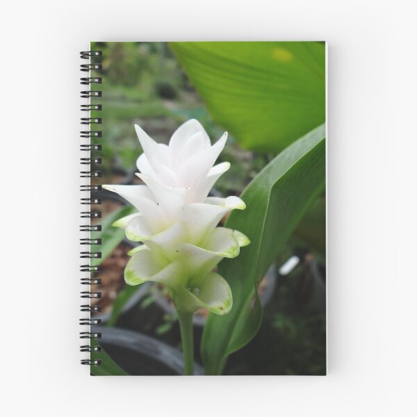 Item preview, Siam tulip is flowering plant, Curcuma sp. of the ginger family no. 1 designed and sold by greengoodnich.