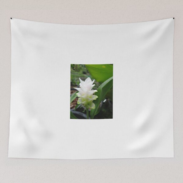 Item preview, Siam tulip is flowering plant, Curcuma sp. of the ginger family no. 1 designed and sold by greengoodnich.