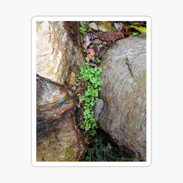 Rocky green Sticker