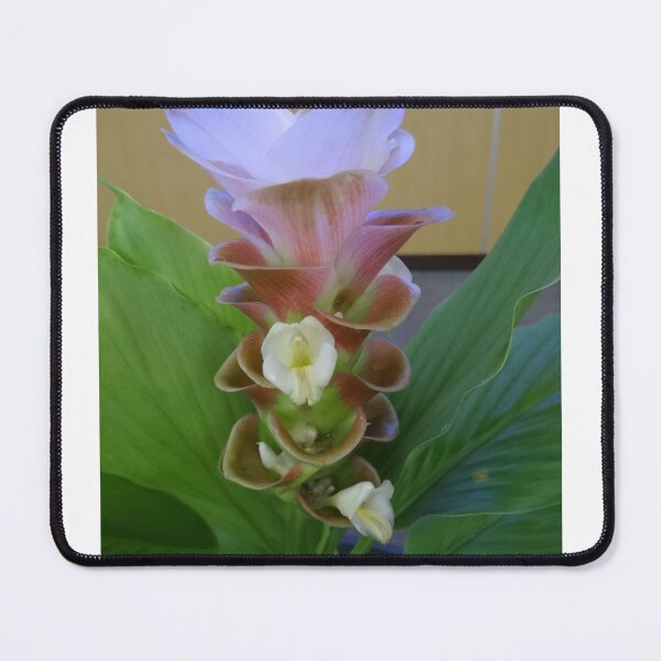 Item preview, Siam tulip is flowering plant, Curcuma sp. of the ginger family no. 2 designed and sold by greengoodnich.