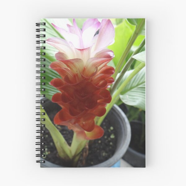 Item preview, Siam tulip is flowering plant, Curcuma sp. of the ginger family no. 3 designed and sold by greengoodnich.