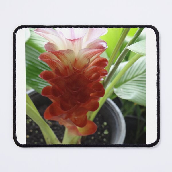 Item preview, Siam tulip is flowering plant, Curcuma sp. of the ginger family no. 3 designed and sold by greengoodnich.