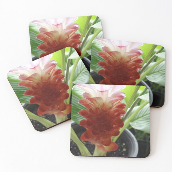 Item preview, Siam tulip is flowering plant, Curcuma sp. of the ginger family no. 3 designed and sold by greengoodnich.