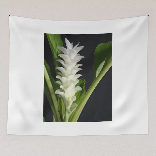 Item preview, Siam tulip is flowering plant, Curcuma sp. of the ginger family no. 4 designed and sold by greengoodnich.
