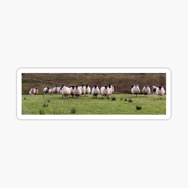 The flock Sticker