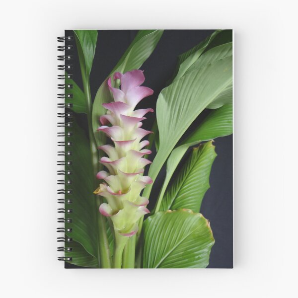 Item preview, Siam tulip is flowering plant, Curcuma sp. of the ginger family no. 6 designed and sold by greengoodnich.
