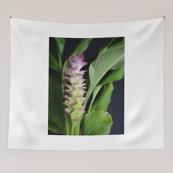 Item preview, Siam tulip is flowering plant, Curcuma sp. of the ginger family no. 6 designed and sold by greengoodnich.