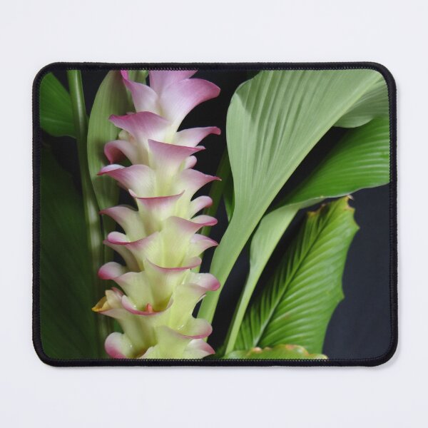 Item preview, Siam tulip is flowering plant, Curcuma sp. of the ginger family no. 6 designed and sold by greengoodnich.