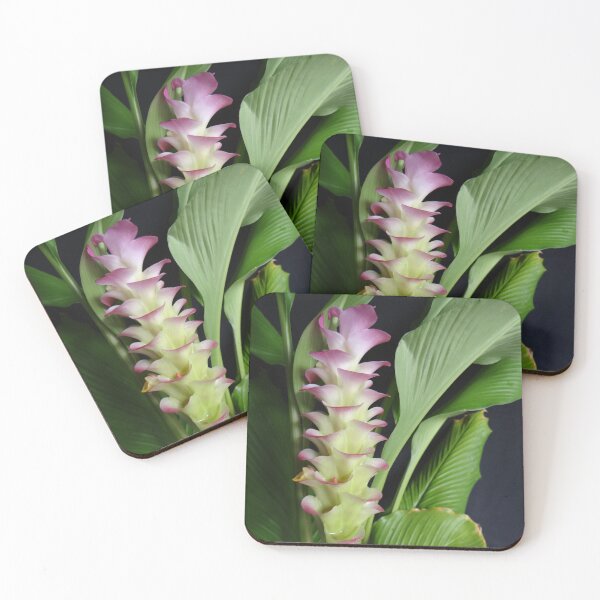 Item preview, Siam tulip is flowering plant, Curcuma sp. of the ginger family no. 6 designed and sold by greengoodnich.