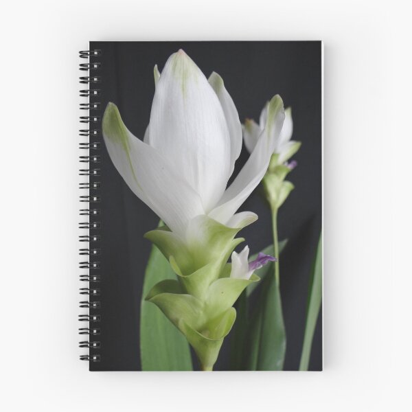 Item preview, Siam tulip is flowering plant, Curcuma sp. of the ginger family no. 7 designed and sold by greengoodnich.