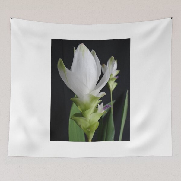 Item preview, Siam tulip is flowering plant, Curcuma sp. of the ginger family no. 7 designed and sold by greengoodnich.