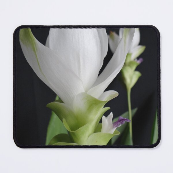 Item preview, Siam tulip is flowering plant, Curcuma sp. of the ginger family no. 7 designed and sold by greengoodnich.