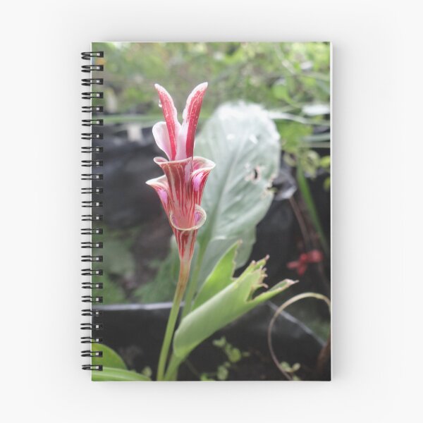 Item preview, Siam tulip is flowering plant, Curcuma sp. of the ginger family no. 8 designed and sold by greengoodnich.