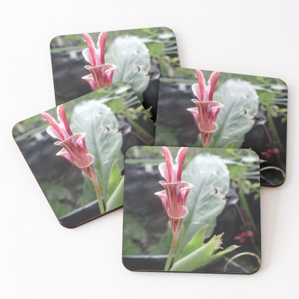Item preview, Siam tulip is flowering plant, Curcuma sp. of the ginger family no. 8 designed and sold by greengoodnich.