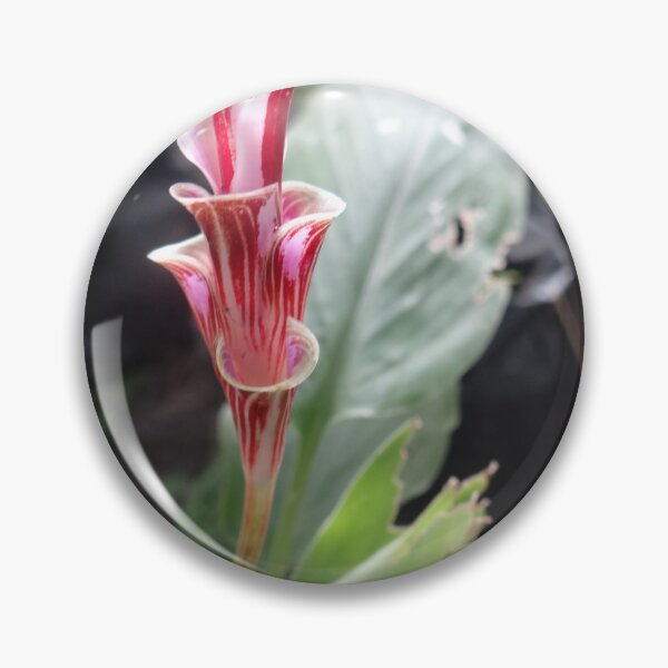 Item preview, Siam tulip is flowering plant, Curcuma sp. of the ginger family no. 8 designed and sold by greengoodnich.