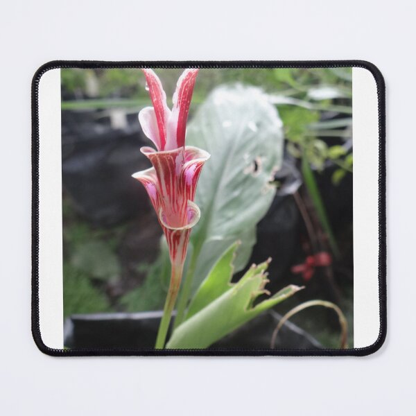 Item preview, Siam tulip is flowering plant, Curcuma sp. of the ginger family no. 8 designed and sold by greengoodnich.