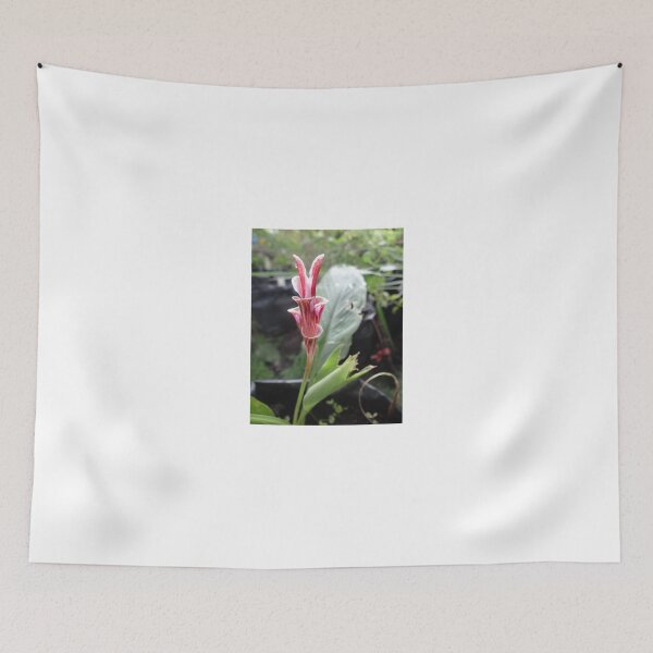 Item preview, Siam tulip is flowering plant, Curcuma sp. of the ginger family no. 8 designed and sold by greengoodnich.