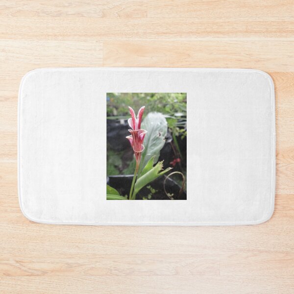 Item preview, Siam tulip is flowering plant, Curcuma sp. of the ginger family no. 8 designed and sold by greengoodnich.