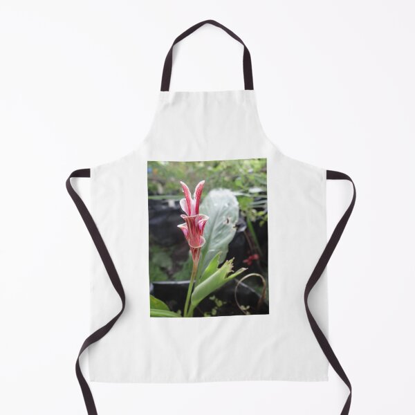 Item preview, Siam tulip is flowering plant, Curcuma sp. of the ginger family no. 8 designed and sold by greengoodnich.