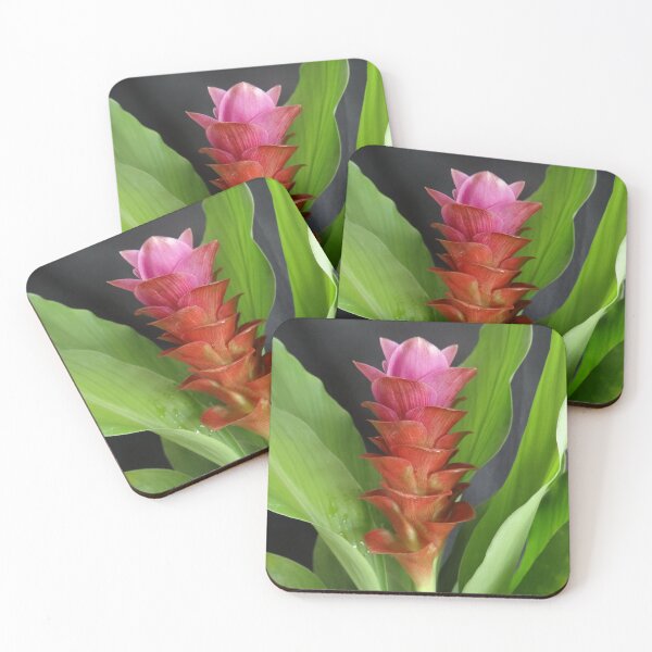 Item preview, Siam tulip is flowering plant, Curcuma sp. of the ginger family no. 9 designed and sold by greengoodnich.