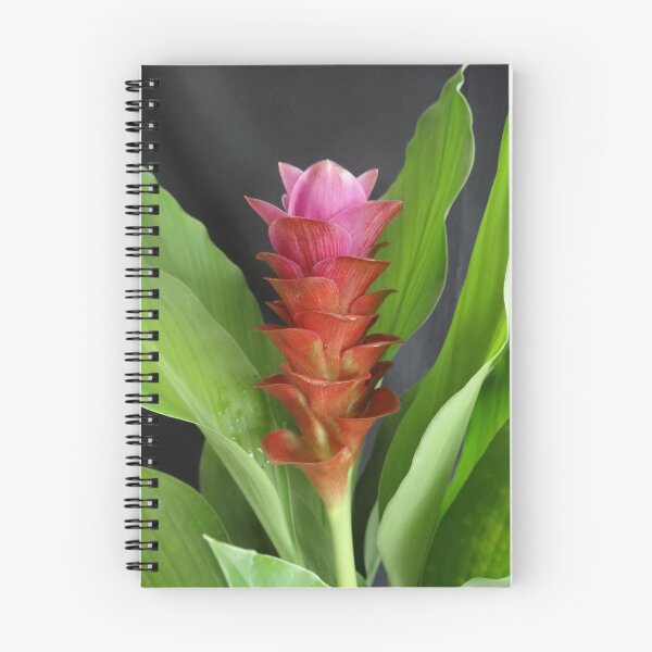 Item preview, Siam tulip is flowering plant, Curcuma sp. of the ginger family no. 9 designed and sold by greengoodnich.