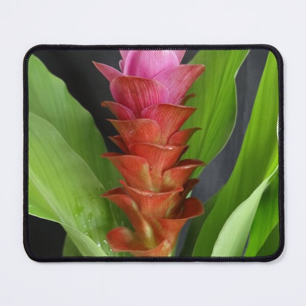 Item preview, Siam tulip is flowering plant, Curcuma sp. of the ginger family no. 9 designed and sold by greengoodnich.