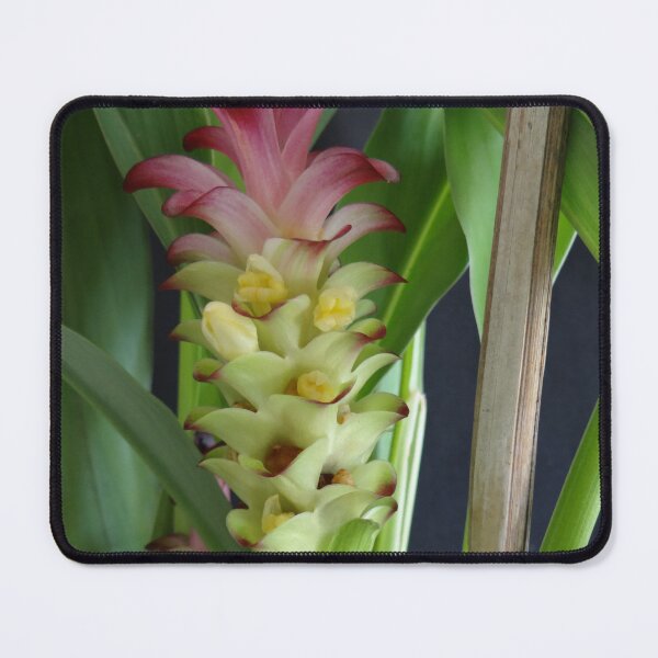 Item preview, Siam tulip is flowering plant, Curcuma sp. of the ginger family no. 10 designed and sold by greengoodnich.