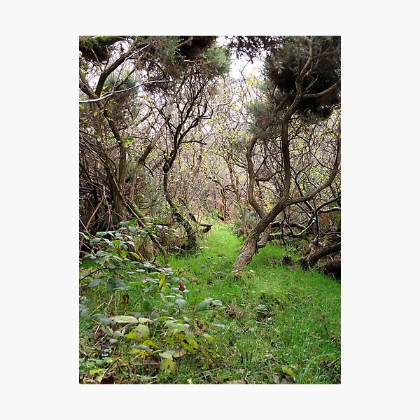 Path to adventure Photographic Print