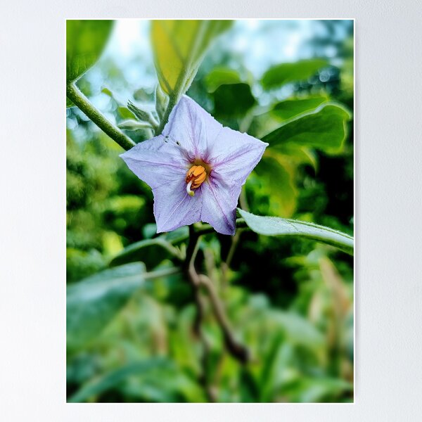 Aubergine flower Poster