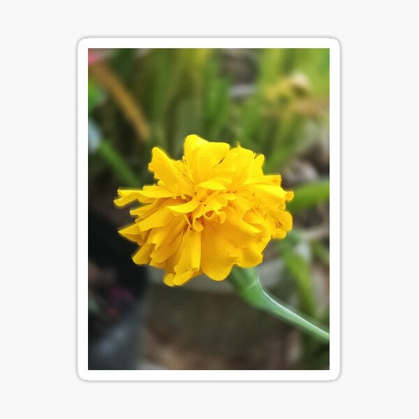 Yellow wildflower #1 Sticker