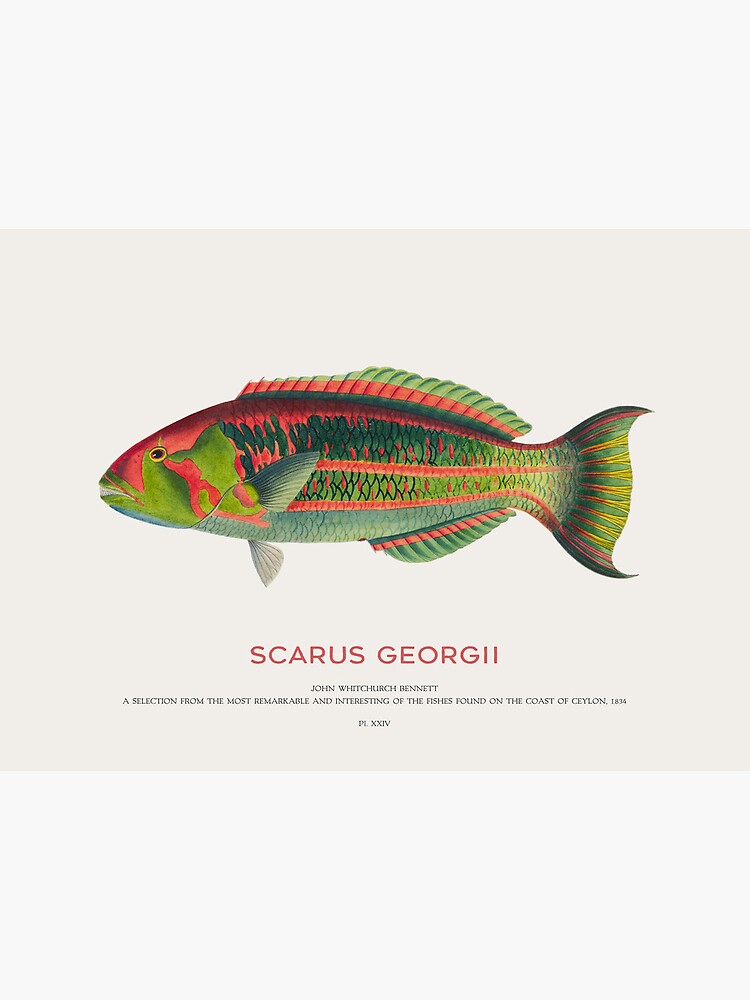 Scarus Georgii or Surge wrasse fish