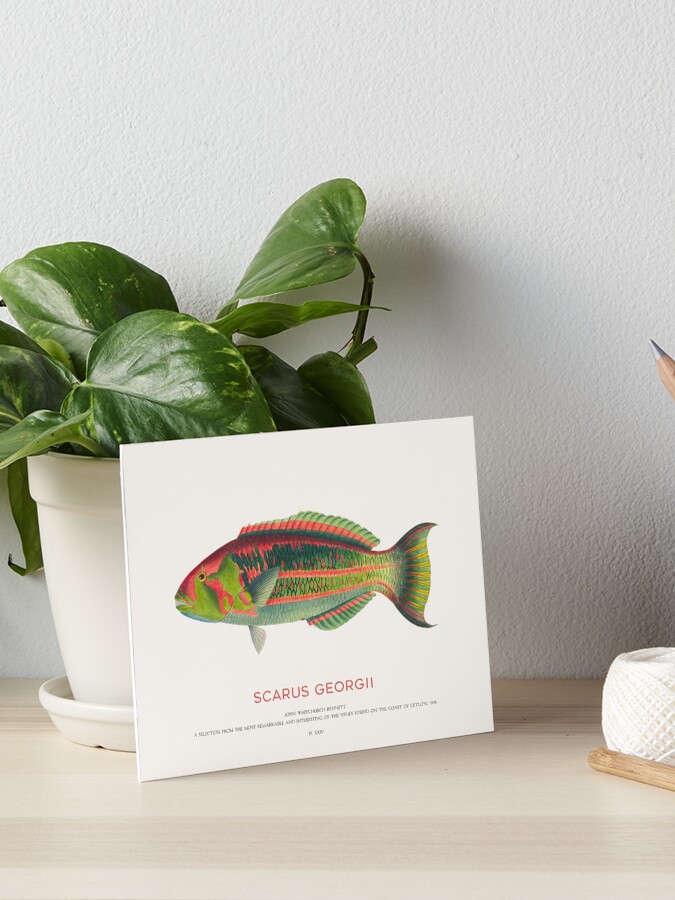 ジュディス ガイガー JUDITH GEIGER 「Coris Fish」 ジュディス ガイガー JUDITH GEIGER 「Coris Fish」（8161