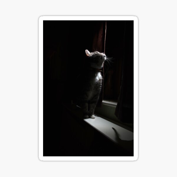 Tabby cat looking out of window at night Sticker