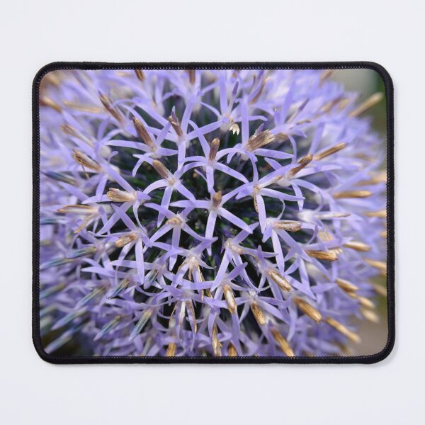 Item preview, Small Globe Thistle 7 designed and sold by Robert Alsop.