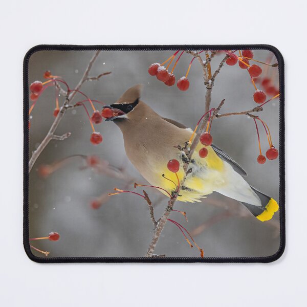Item preview, Cedar Waxwing with Berry in Winter Day designed and sold by Vargulich.