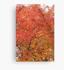 Mountain Ash Canvas Print