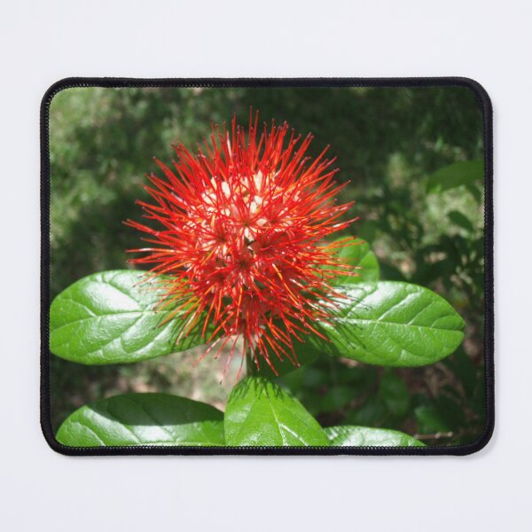 Item preview, Fairchild Beauty designed and sold by rosiebrown.