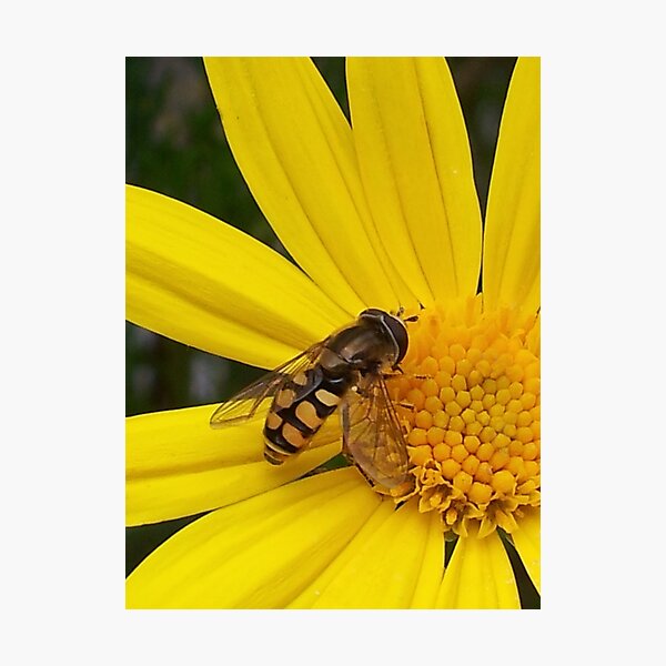 Now I know why the bees are eating here Photographic Print