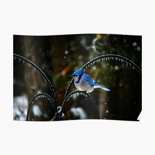Cool Jay Poster