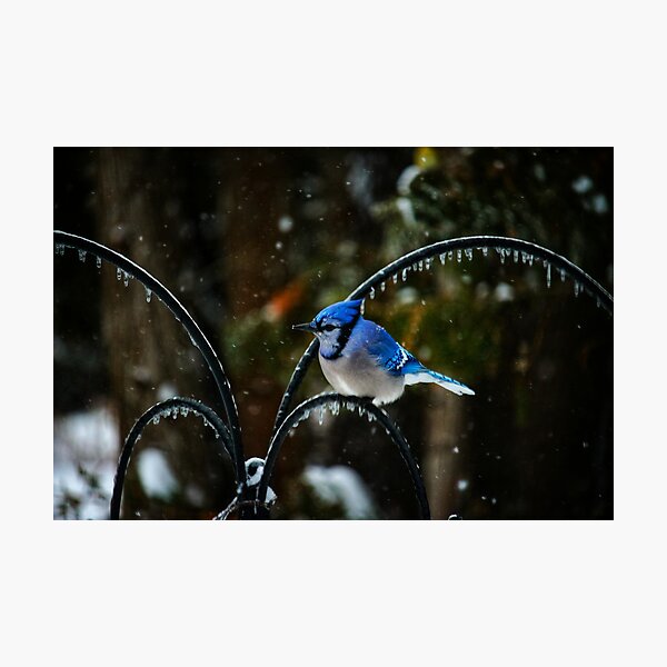 Cool Jay Photographic Print
