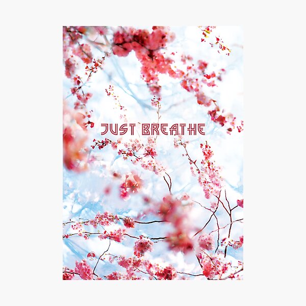 Just Breathe in the Cherry Blossoms Photographic Print