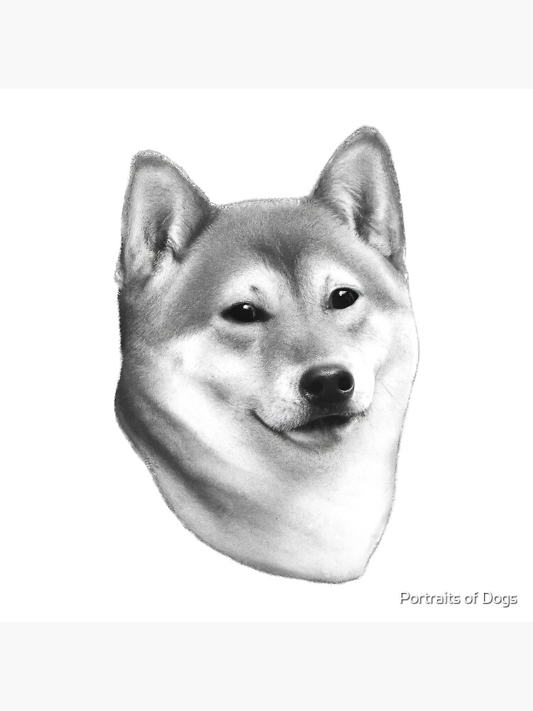 shiba 
