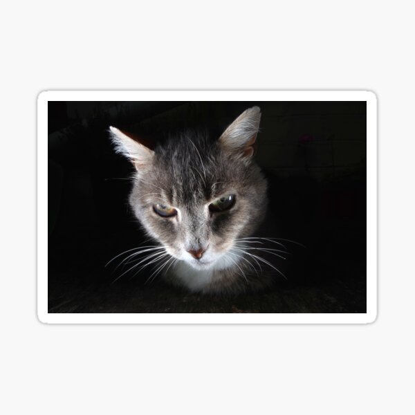 Portrait of tabby cat Sticker
