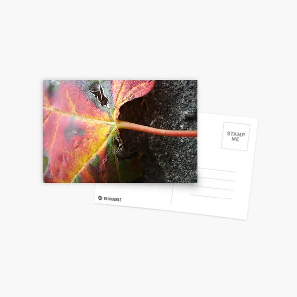 Leaf on Rock Postcard
