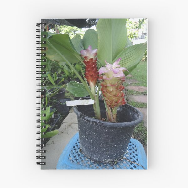Item preview, Siam tulip is flowering plant, Curcuma sp. of the ginger family no. 11 designed and sold by greengoodnich.