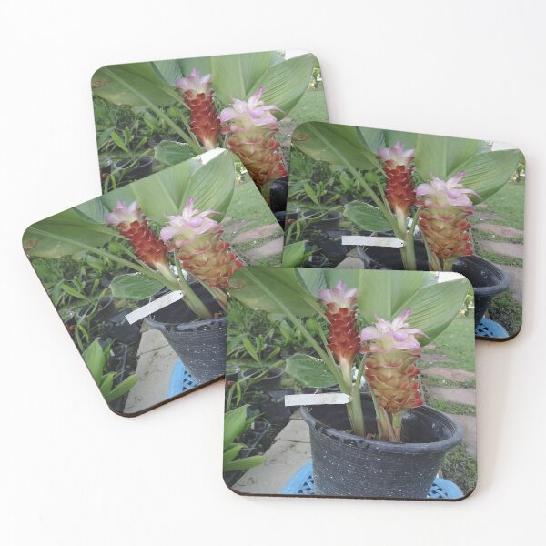 Item preview, Siam tulip is flowering plant, Curcuma sp. of the ginger family no. 11 designed and sold by greengoodnich.