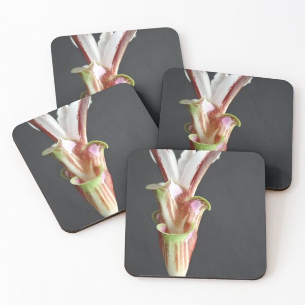Item preview, Siam tulip is flowering plant, Curcuma sp. of the ginger family no. 12 designed and sold by greengoodnich.