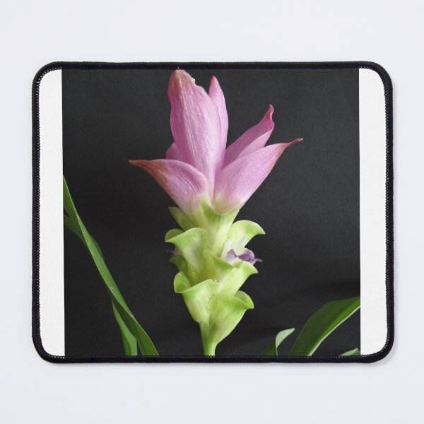 Item preview, Siam tulip is flowering plant, Curcuma sp. of the ginger family no. 13 designed and sold by greengoodnich.