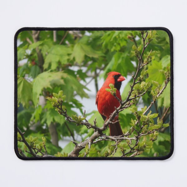 Item preview, Male Cardinal designed and sold by catrantula.